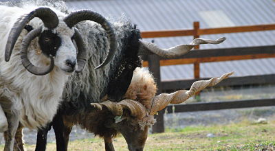 découverte parc animalier 05 gap hautes-alpes