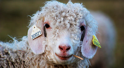 chevre angora parc animalier hautes-alpes gap 05