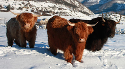 parc animalier ferme hautes-alpes 05 gap