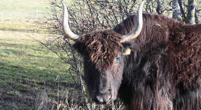 visite animaux de la ferme hautes-alpes gap 05