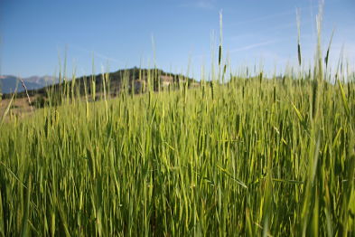 farine petit epeautre gap hautes-alpes