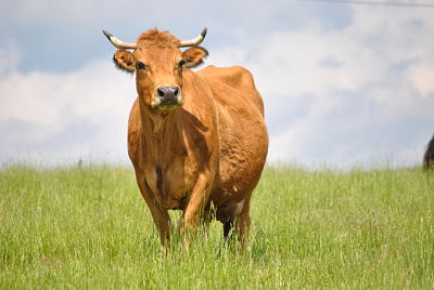 elevage autruches oeufs et viande hautes-alpes