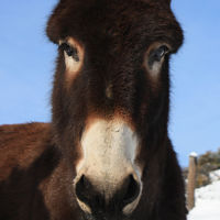 visite de ferme hautes-alpes