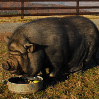 découverte animaux ferme groupe enfants hautes-alpes