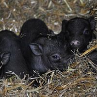 visite de ferme animaux hautes-alpes 05